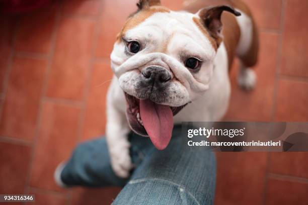 私の犬が私の足と遊びたいです。 - english bulldog ストックフォトと画像