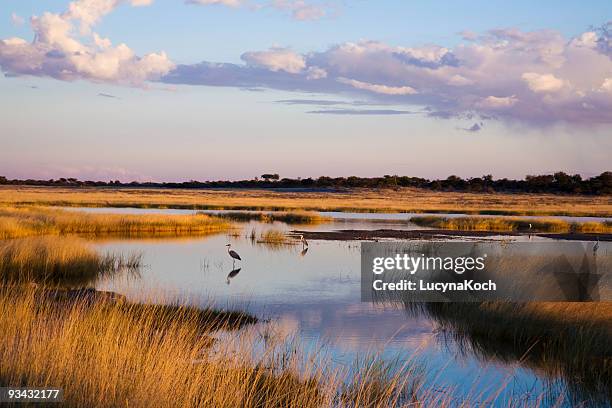 etosha landscape - veld stock pictures, royalty-free photos & images