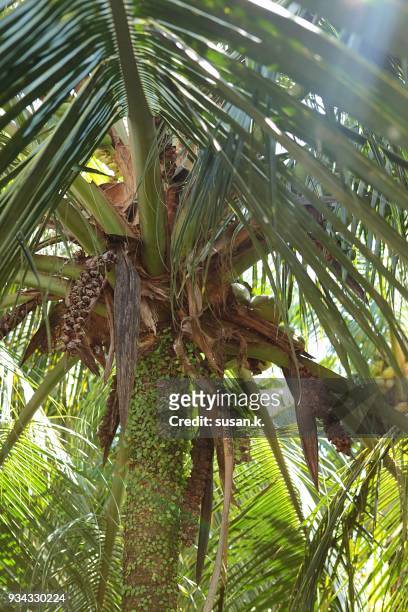 sunlight on coconut palm tree - singkawang stock pictures, royalty-free photos & images