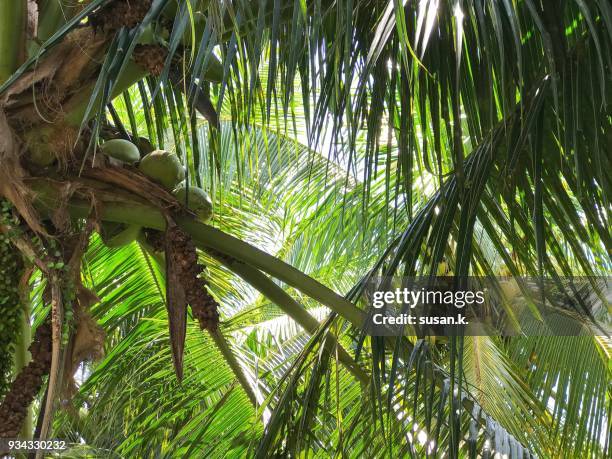 fresh coconut ready for harvest - singkawang stock pictures, royalty-free photos & images