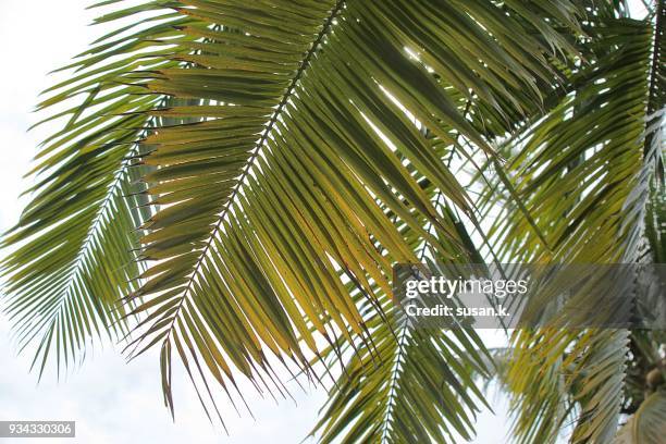 coconut palm tree leaf - singkawang stock pictures, royalty-free photos & images