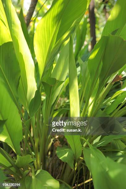 growing turmeric plant on garden - singkawang stock pictures, royalty-free photos & images