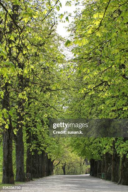 beautiful spring path - singkawang stock pictures, royalty-free photos & images