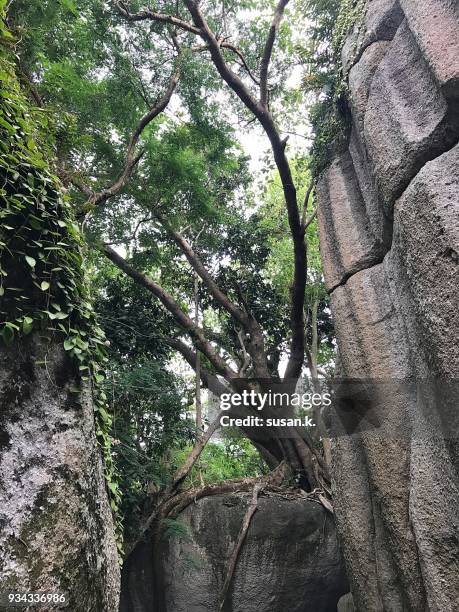 old trees growing large rocks - singkawang stock pictures, royalty-free photos & images