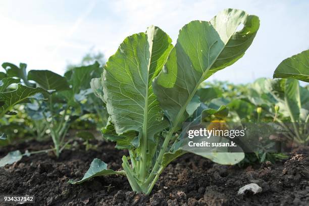 healthy chard  growing on vegetable garden - singkawang stock pictures, royalty-free photos & images