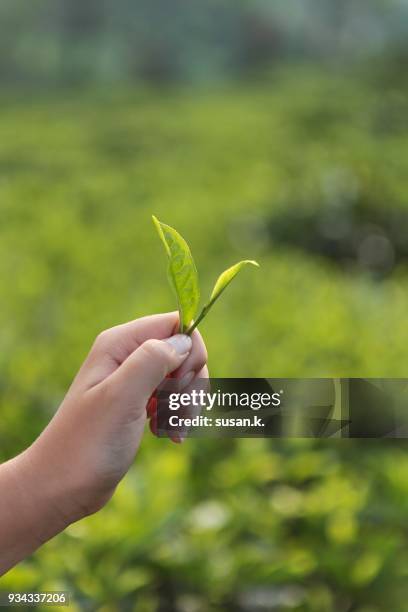 hand holding tea leaf - singkawang stock pictures, royalty-free photos & images