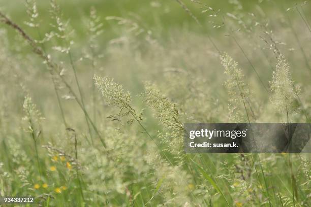 summer meadows on gentle breeze - singkawang stock pictures, royalty-free photos & images