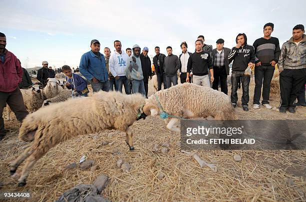 Fight between two rams takes place at the animal market in Ariana city near to Tunis, on November 25, 2009 ahead of the Muslim feast of Eid al-Adha,...