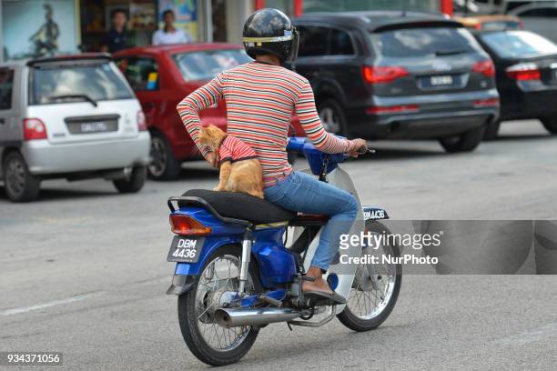 Motorcyclist carries a cat 'Kit' in Kota Bharu city center, near the finish line of the second stage of Le Tour de Langkawi 2018. On Monday, March 19...