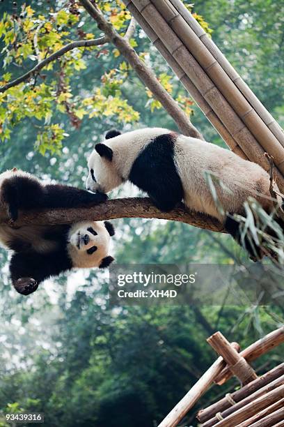 hola, - two pandas fotografías e imágenes de stock