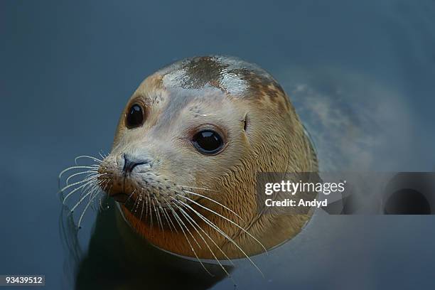 grey seal - gray seal stock pictures, royalty-free photos & images