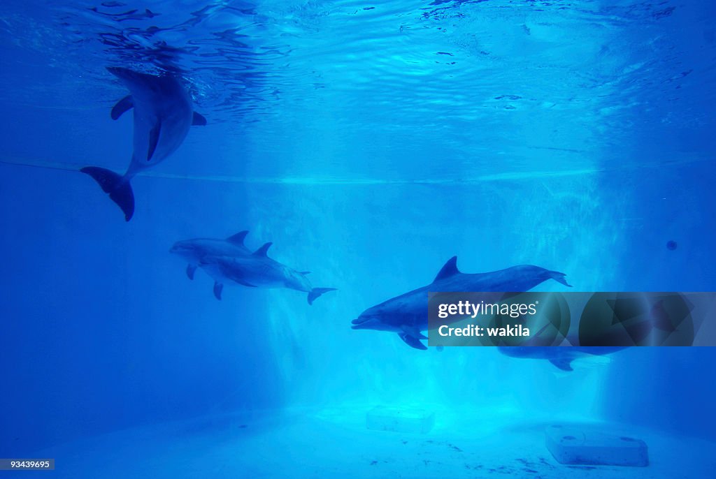 Dolfins fond sous-marin