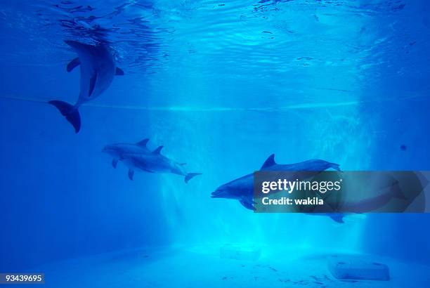 dolfins underwater background - glass dolphin stock pictures, royalty-free photos & images
