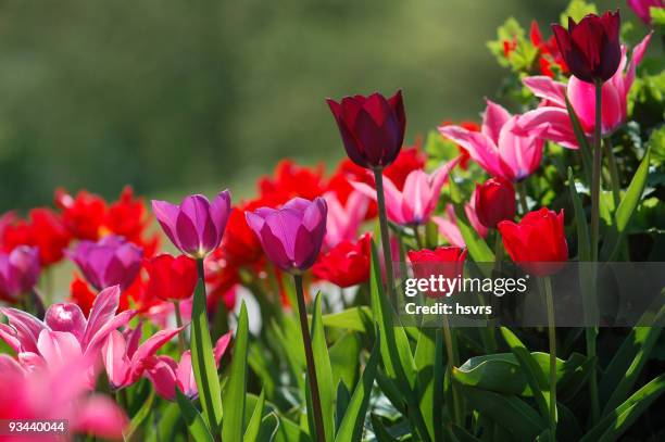 colorful tulips - mariposa tulip stock pictures, royalty-free photos & images