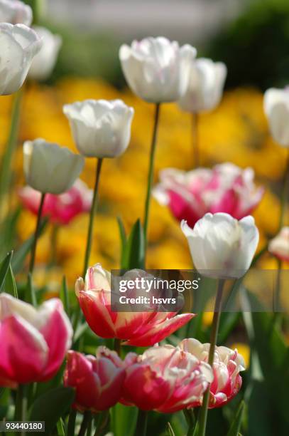 white and pink tulips - spring song tulip stock pictures, royalty-free photos & images