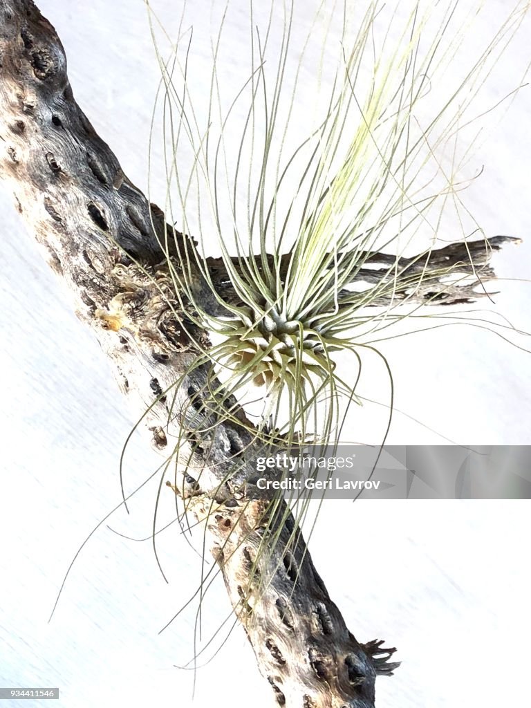 Air plants