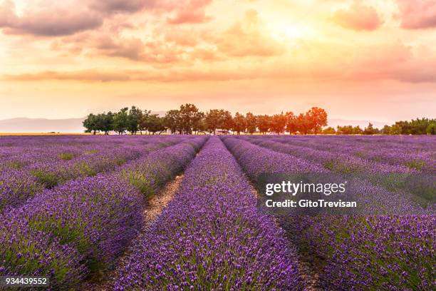 valensole-lavendel-land, sunset, 2 - lavendelfeld stock-fotos und bilder