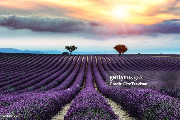 valensole-lavendel-land, sonnenuntergang - plateau de valensole stock-fotos und bilder