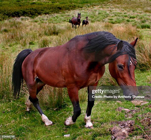 brown welsh mountain pony - welsh pony stock pictures, royalty-free photos & images