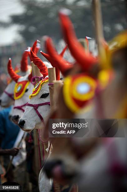 Livestock are decorated at the Gabtoli cattle market in Dhaka on November 27, 2009 ahead of Eid-al Adha, the feast of the sacrifice. Islam's second...