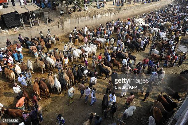 Bangladeshis gather at the Gabtoli cattle market in Dhaka on November 27, 2009 ahead of Eid-al Adha, the feast of the sacrifice. Islam's second...