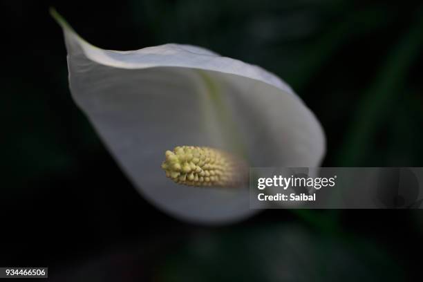 beautiful springtime flowers - como park stock pictures, royalty-free photos & images