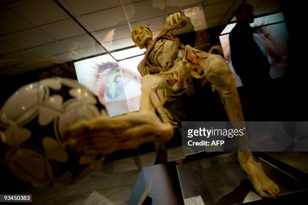 View of a human body kicking a ball part of the "Bodies...The Exhibition" at the Exhibition and Congress Palace in Granada, southern Spain, on...