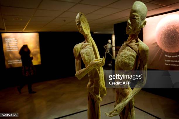 Transversal cut of a human body displayed at the "Bodies...The Exhibition" at the Exhibition and Congress Palace in Granada, southern Spain, on...