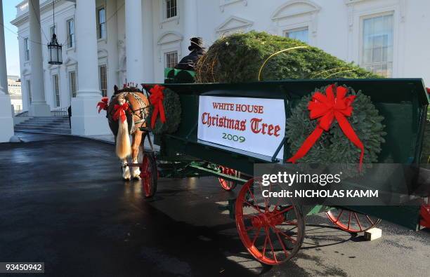 The official White House Christmas Tree stands at the North Portico of the White House in Washington on November 27, 2009. The 18.5ft Douglas fir...