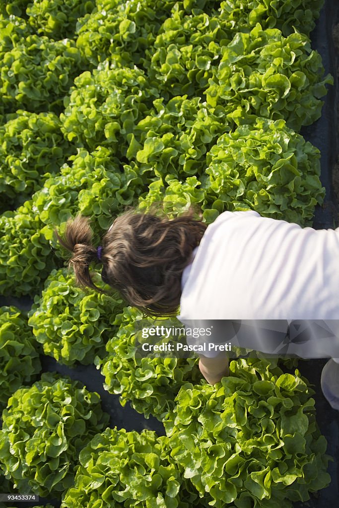 Young girl picking up a lettuce,top view