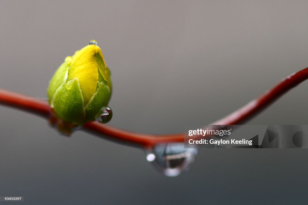 Jasmine bud on vine with raindrops