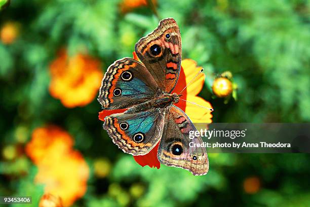 mangrove buckeye - male (junonia evarete) - symbiotic relationship stock-fotos und bilder