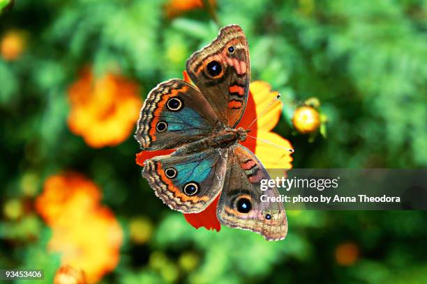 mangrove buckeye - male (junonia evarete) - symbiotische relatie stockfoto's en -beelden