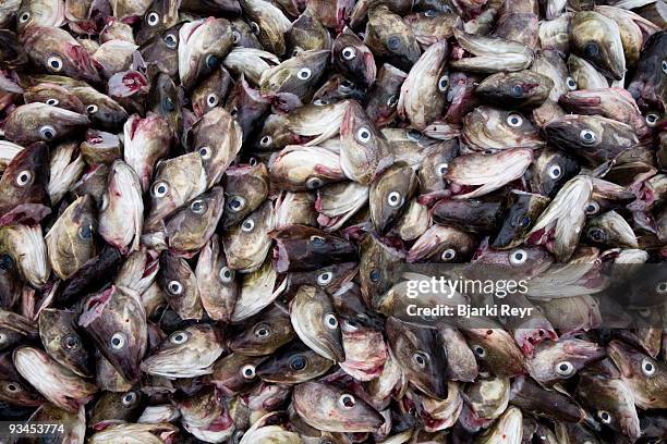 Large Cod Head 240 Cod Fish Head Stock Photos, High-Res Pictures, and Images - Getty ...
