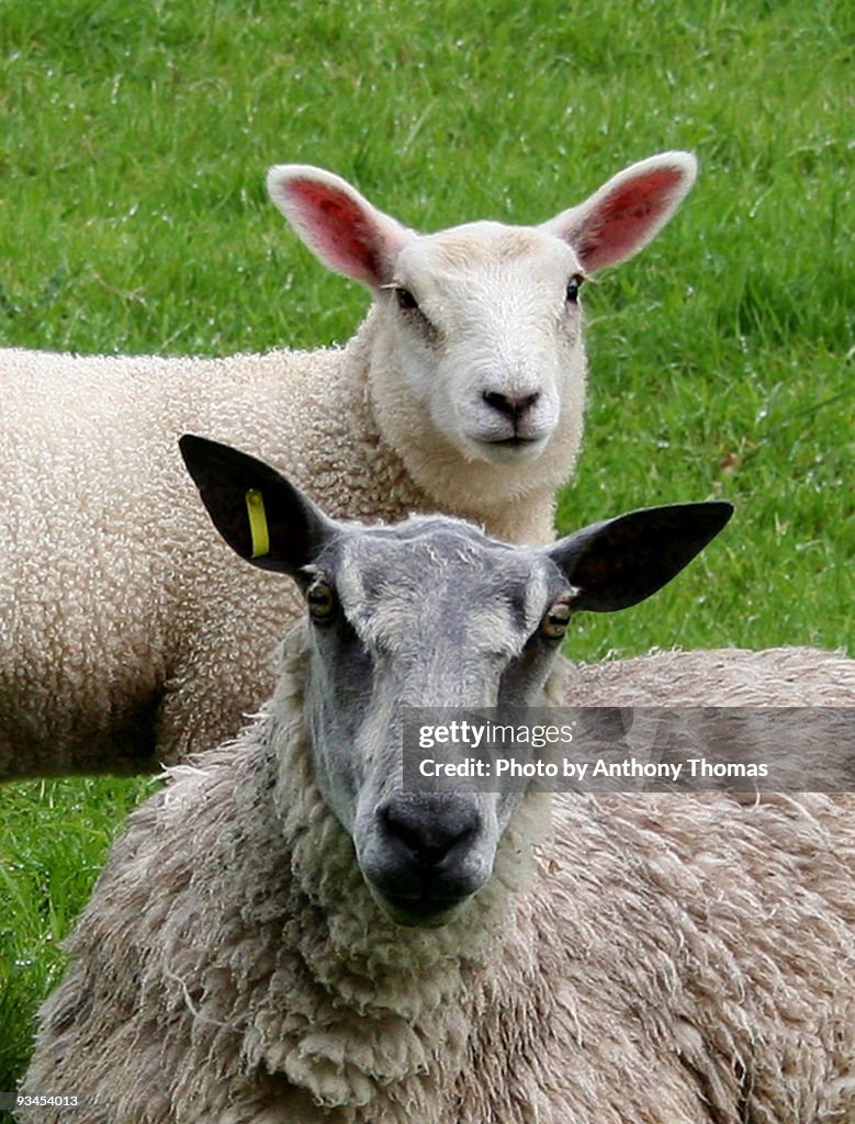 Sheep and lamb