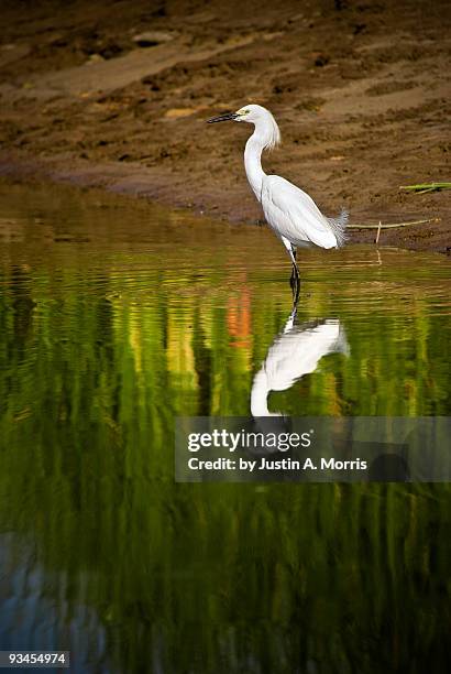 snowy egret - oklahoma city nature stock pictures, royalty-free photos & images