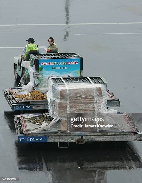 Giant Pandas Wang Wang and Funi arrive in a crate at Adelaide Airport on November 28, 2009 in Adelaide, Australia. The pandas have travelled from...