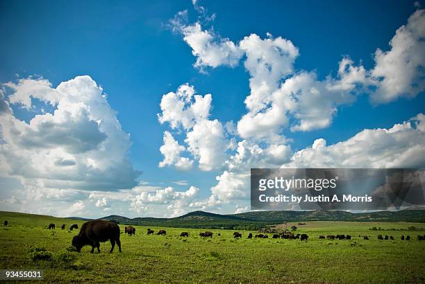 bison herd, wichita mountains wildlife refuge - oklahoma stock-fotos und bilder