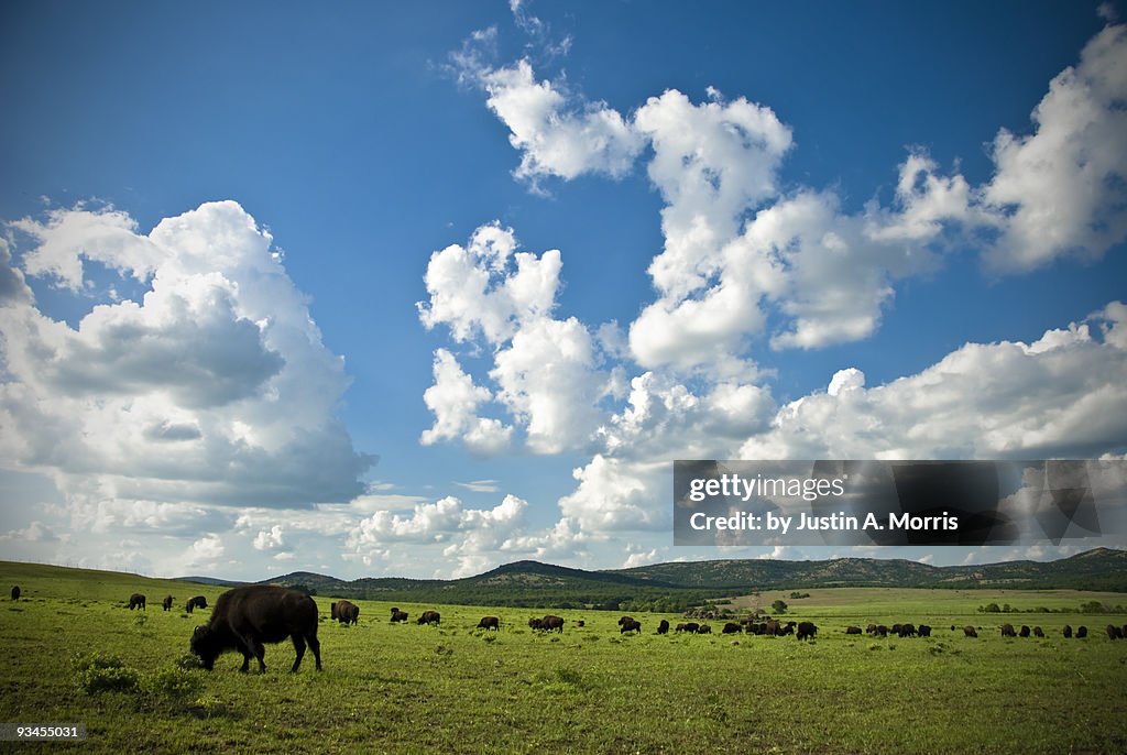 Bison Herd, WIchita Mountains Wildlife Refuge