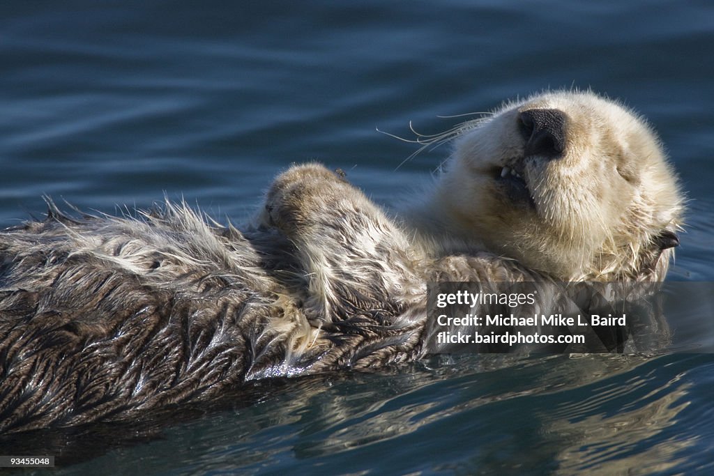  Sea Otter (Enhydra lutris) Sleeping