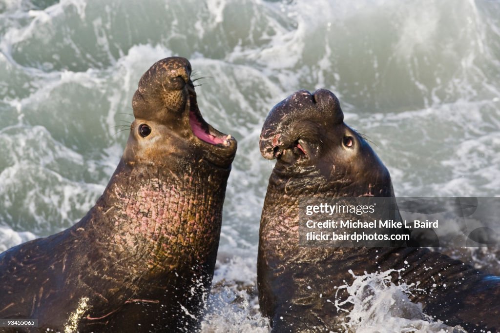 Northern Elephant Seals