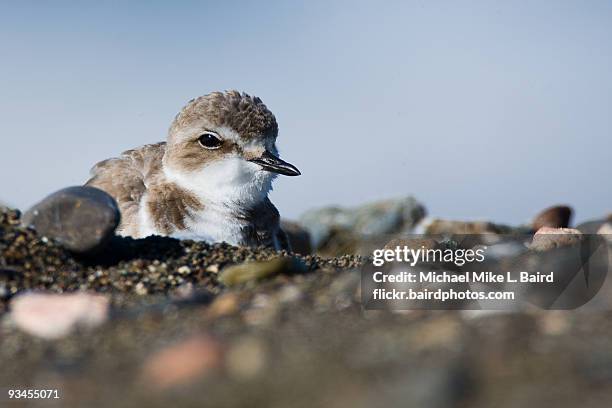 western snowy plover - cayucos stock-fotos und bilder