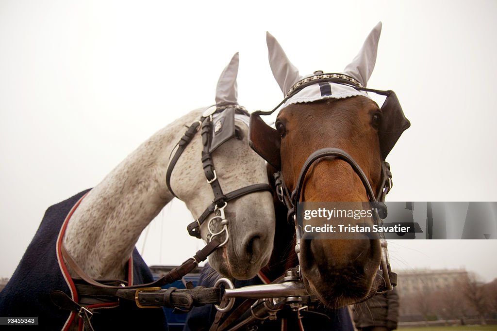 Two carriage horses 