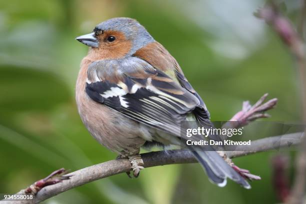 Chaffinch sits in branches in Brockwell Park on March 19, 2018 in London, England. Recent freezing weather has made feeding difficult for many of our...