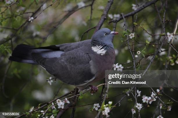 Wood Pigeon sits in blossom in Brockwell Park on March 19, 2018 in London, England. Recent freezing weather has made feeding difficult for many of...