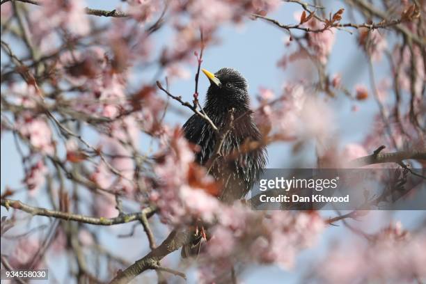 Starling sits in blossom in Brockwell Park on March 19, 2018 in London, England. Recent freezing weather has made feeding difficult for many of our...