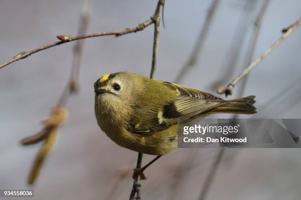 Goldcrest flies between branches in Brockwell Park on March 19, 2018 in London, England. Recent freezing weather has made feeding difficult for many...