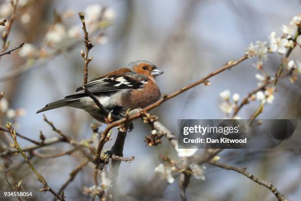 Chaffinch sits in branches in Brockwell Park on March 19, 2018 in London, England. Recent freezing weather has made feeding difficult for many of our...