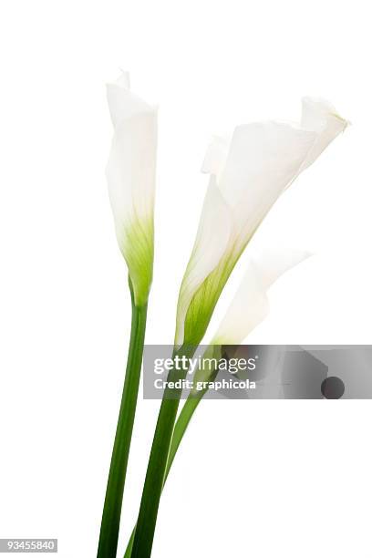 basic close-up shot of calla lilies - funeral flowers stockfoto's en -beelden