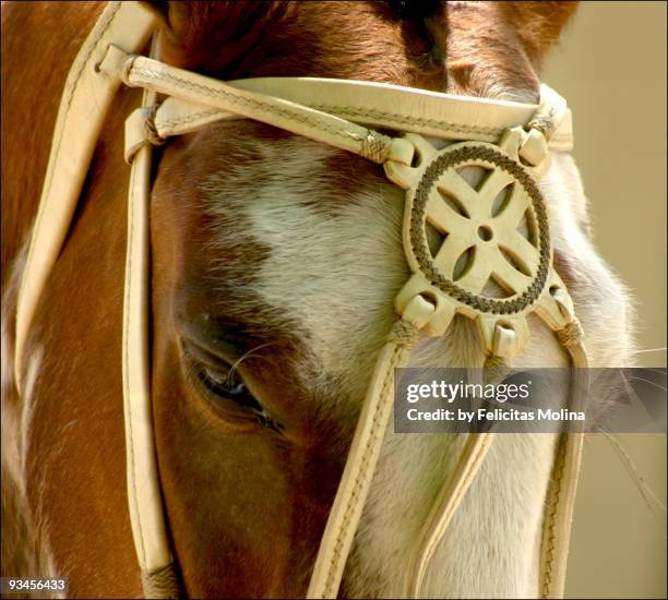 bridle - argentina leather stock pictures, royalty-free photos & images